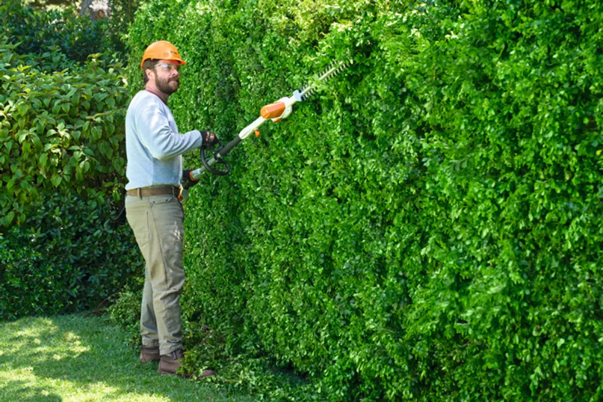 Hedge Trimming 1