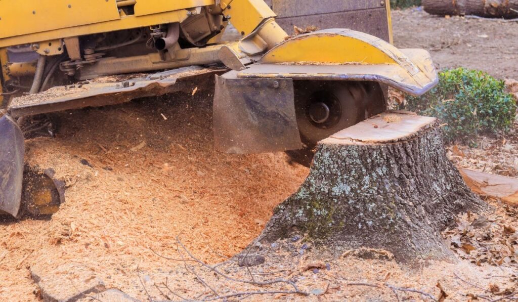 How to Remove a Tree Stump