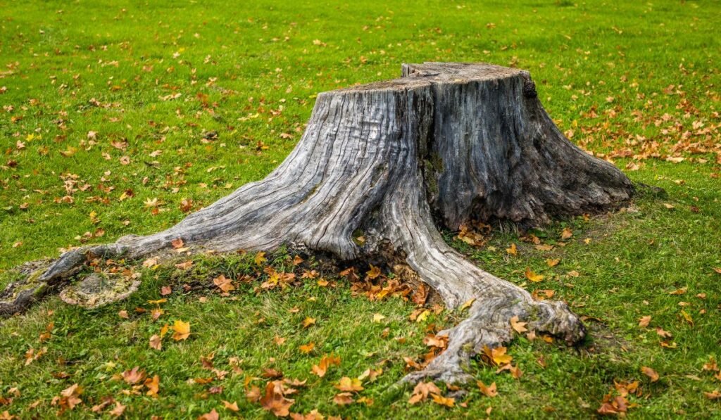How to Remove a Tree Stump
