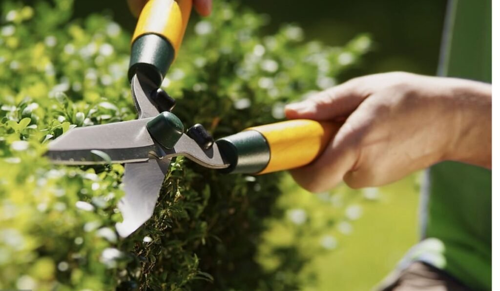When to Trim Hedges