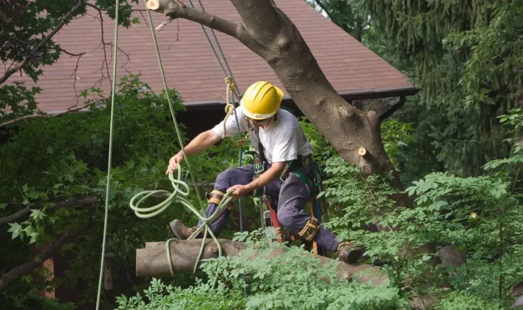 Emergency Tree Surgery: Signs You Need to Call a Tree Surgeon