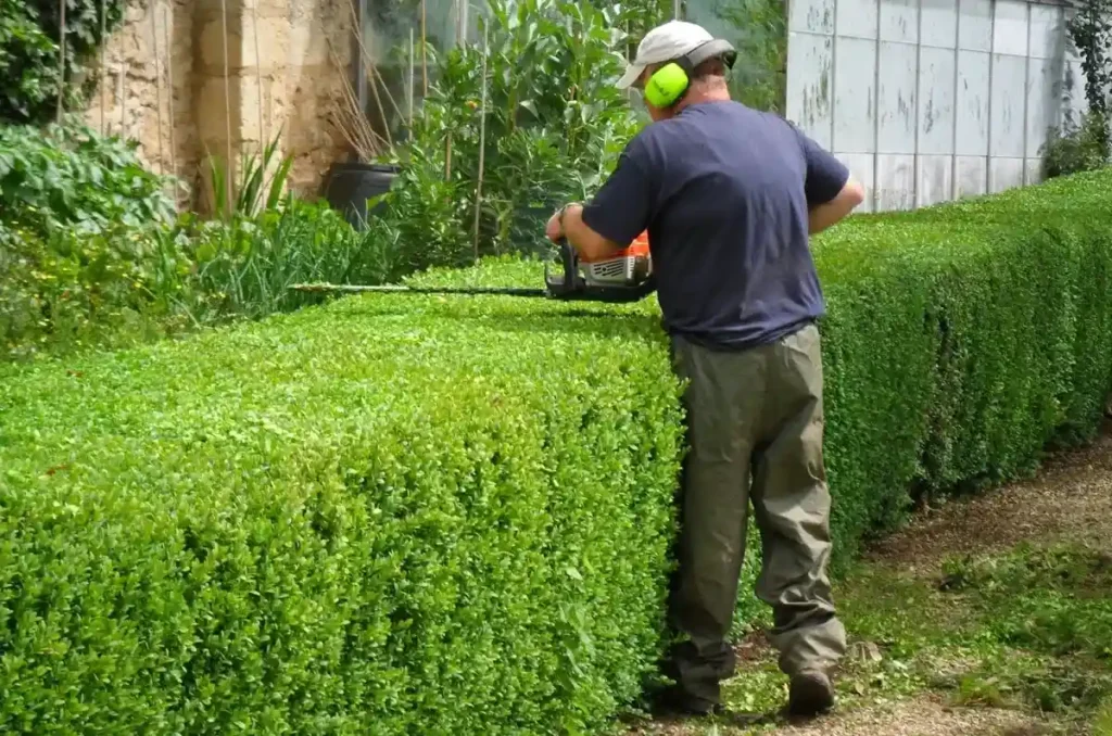 Best Time for Hedge Trimming in the UK