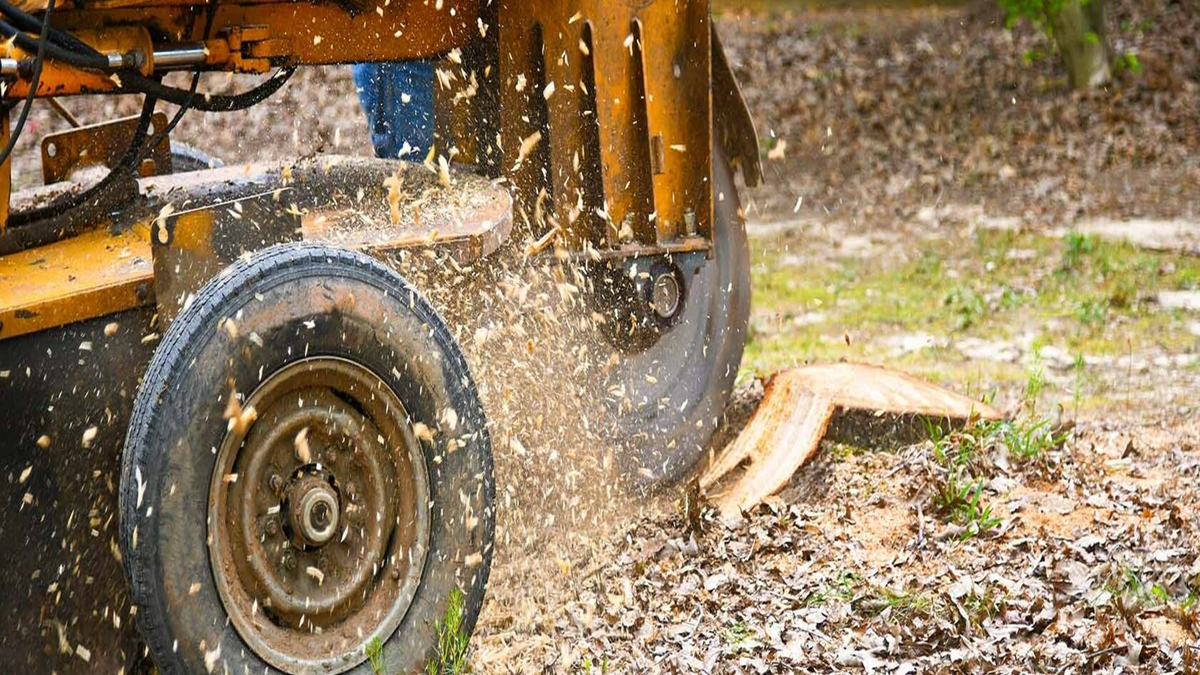 Stump-Grinding-in-Bournemouth