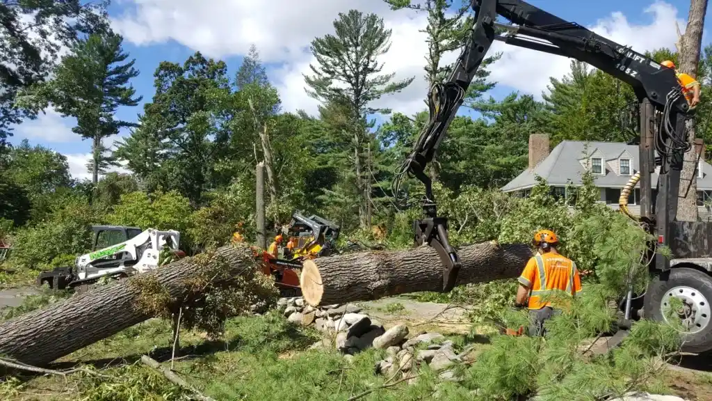 How Tree Surgery Helps Keep Trees Healthy and Safe