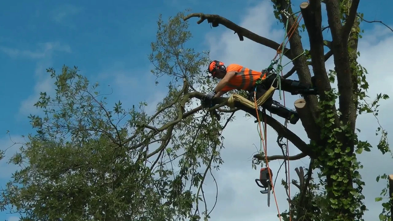 Tree-Surgery-Bournemouth