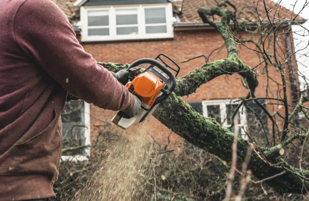 What Actually Affects the Cost of Tree Removal for Homeowners