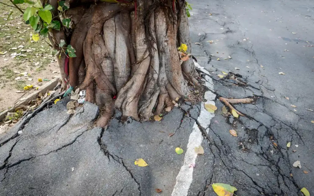 How to Check Tree Roots Are Damaging Your Property