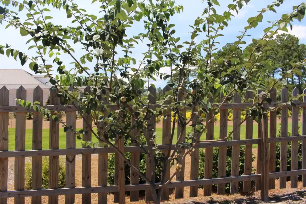 Best Trees for Coastal Gardens in Bournemouth: Wind Resistant Choices for Homeowners