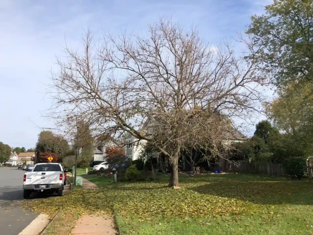 Why Is My Tree Losing Leaves in Summer? Common Causes for UK Gardens