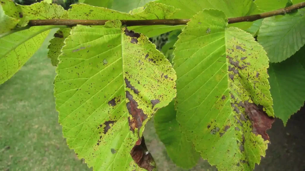 Common Tree Problems in Bournemouth and How to Solve Them