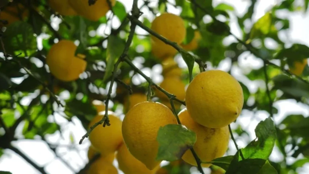 Mediterranean Fruit