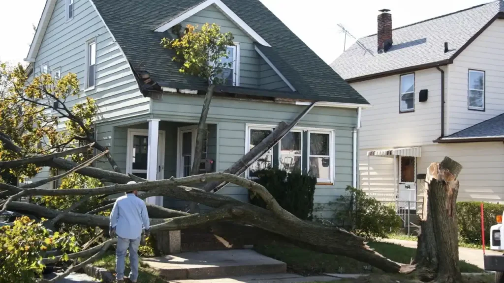 Storm Damage Tree Removal