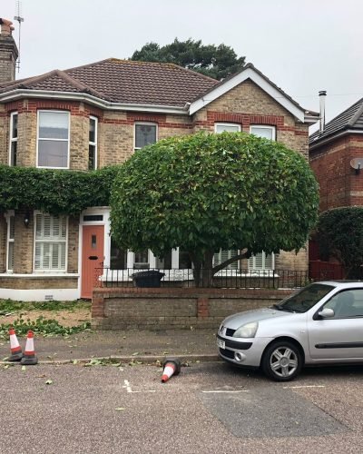 hedge triming