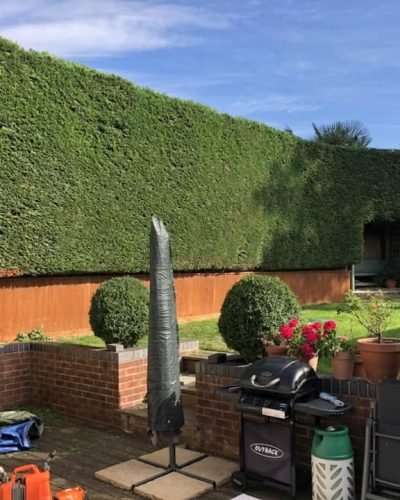 hedge triiming service