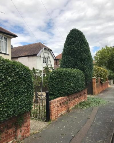 tree shaping
