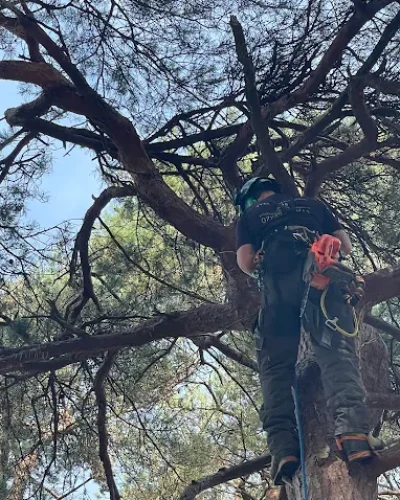 tree surgery